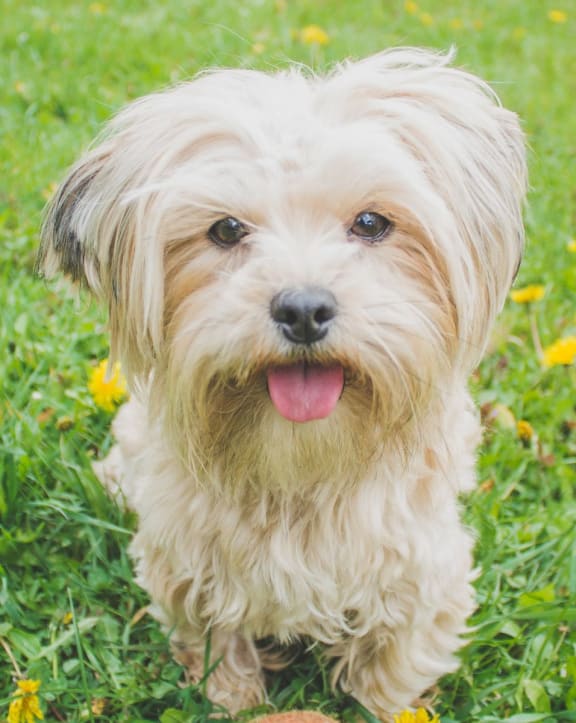 Old Farm Shores Apartments Apartments in Kentwood, MI